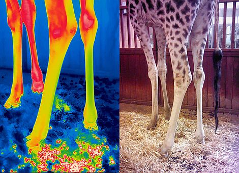 Badanie kończyn u samca żyrafy w warszawskim ZOO