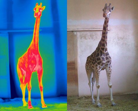 Stan zapalny racicy u żyrafy Rotschilda w warszawskim ZOO